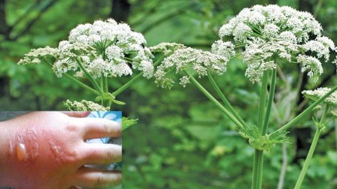 10 ядовитых растений: будьте осторожны (ФОТО)