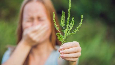 Что нужно знать, если у вас аллергия на амброзию