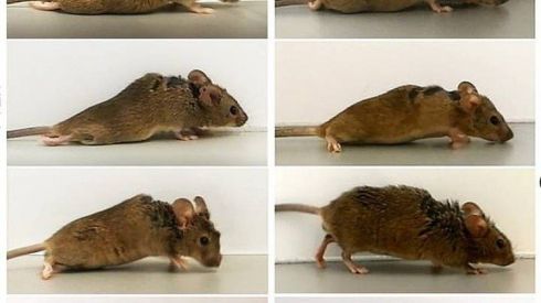 Медики смогли вылечить парализованную мышь – она снова начала ходить