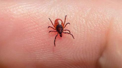 Так ли на самом деле страшны клещи?