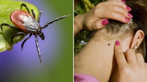 Теплі дні на природі = КЛІЩІ