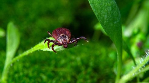 Что такое болезнь Лайма