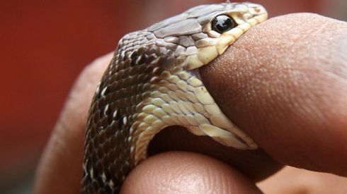 Что делать, если укусила змея – советы врачей