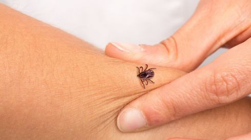 Що робити, якщо вас вкусив кліщ?