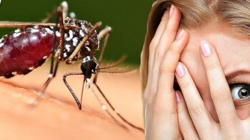 Ширяться хвороби, що передаються через укуси комарів