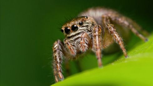 Обережно: людей кусають отруйні павуки!