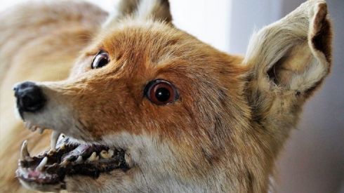 Смертельна хвороба на Черкащині: оголошено карантин на два місяці