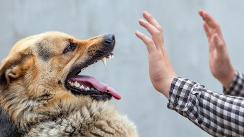 Що робити, якщо вас вкусила тварина