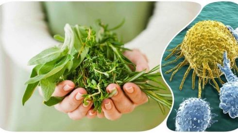 Рослини проти раку: вчені назвали топ-3