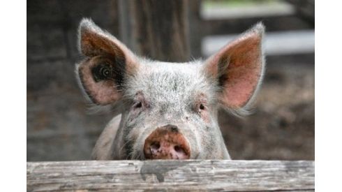 Спалах африканської чуми свиней на Вінниччині