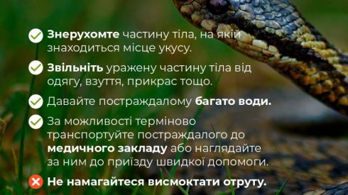 Що робити, якщо вкусила гадюка: алгоритм дій