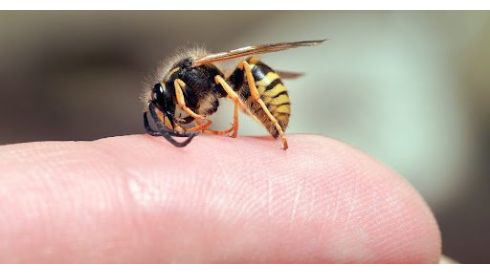 Дитину вжалила бджола чи оса: що робити?