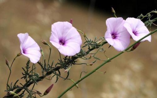 Вьюнок полевой