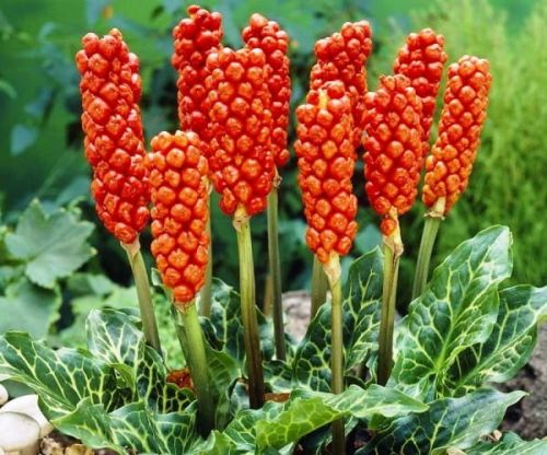 Арум пятнистый