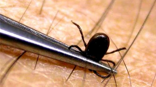 Не бойтесь клеща, просто следуйте определенному алгоритму