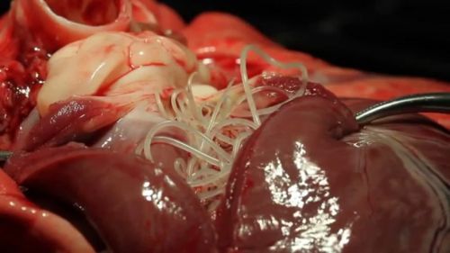 Гельминты могут проникать в сердце