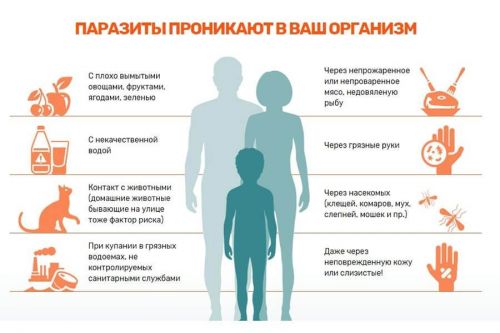 Как паразиты проникают в организм