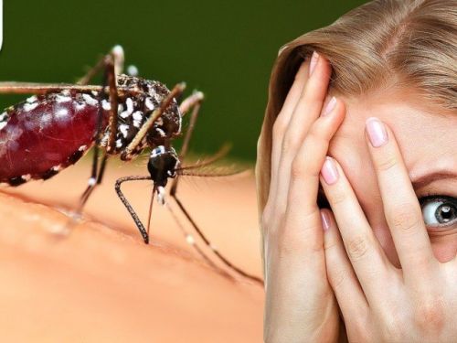 В Украине зафиксированы случаи заболеваний через укусы комаров